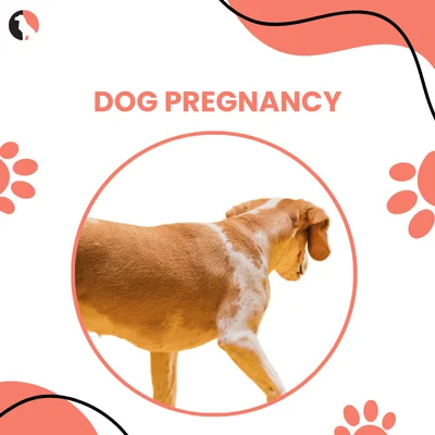 dog pregnancy thumbnail