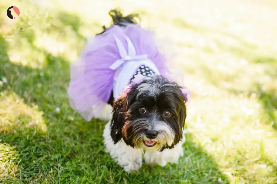 female-dog-names-3