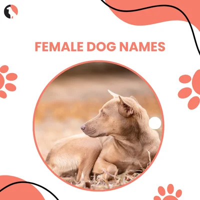 female dog names thumbnail