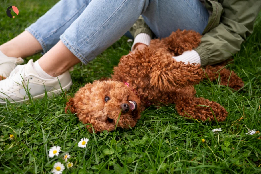 toy-doodle-dog-breed-(Charming-Personality-and-Temperament)