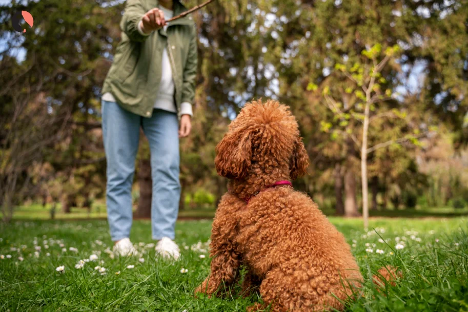 toy-doodle-dog-breed-(traning)