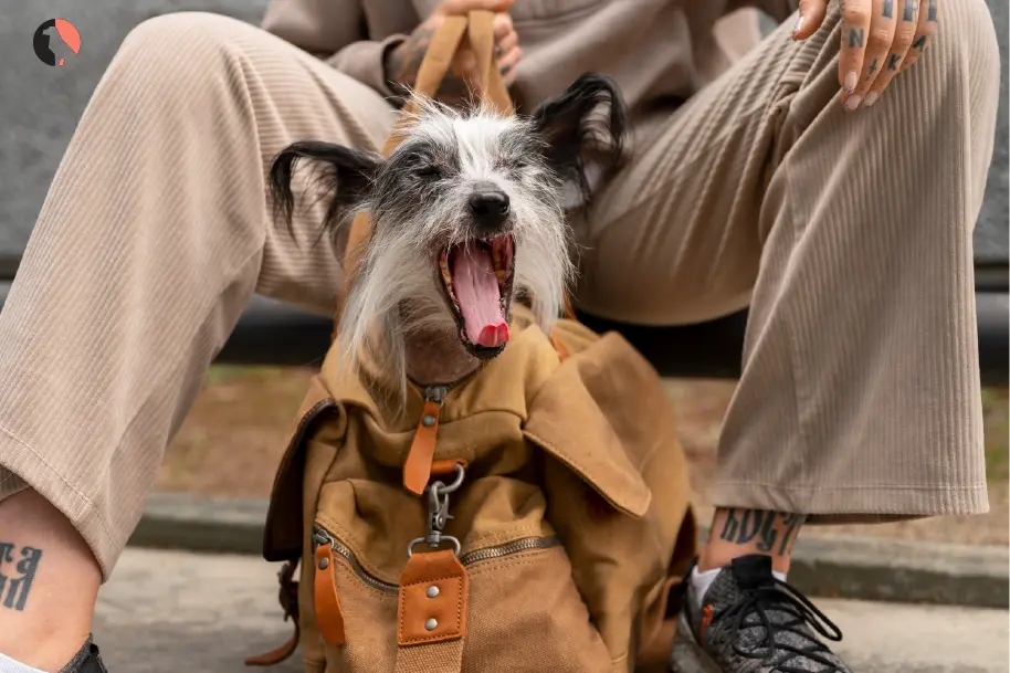 where can your bring your reactive dog guide
