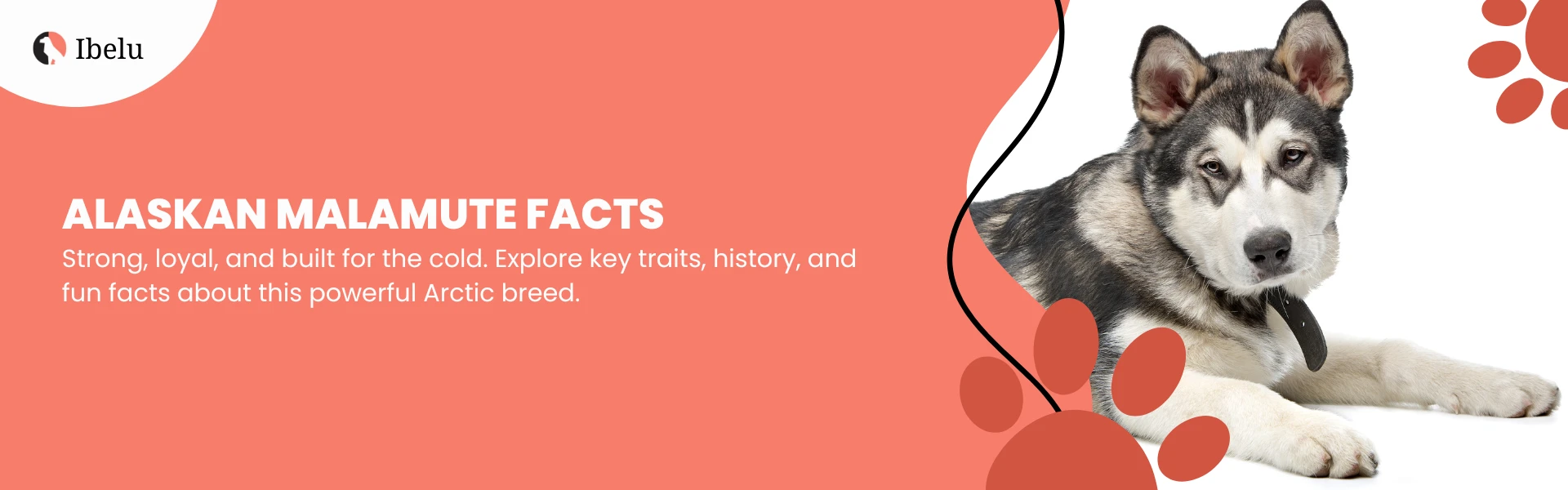 Alaskan Malamute Breed Facts, Personality & Care Guide