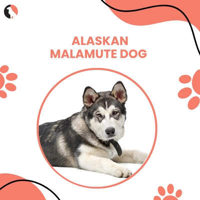Alaskan Malamute Facts
