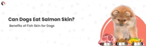 Can Dogs Eat Salmon Skin