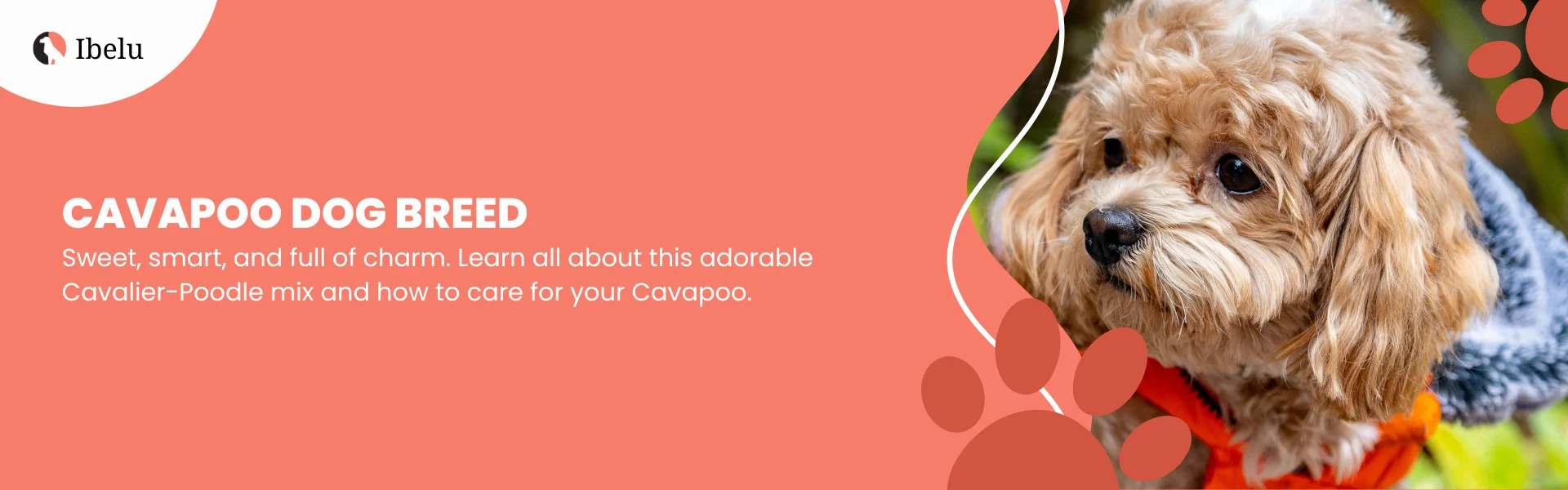 Cavapoo Adorable Breed