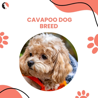 Cavapoo Dog Breed