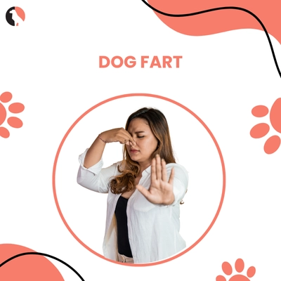 Welcome to Ibelu – Your Dog Health and Lifestyle Guide 137 Dog Fart Problems