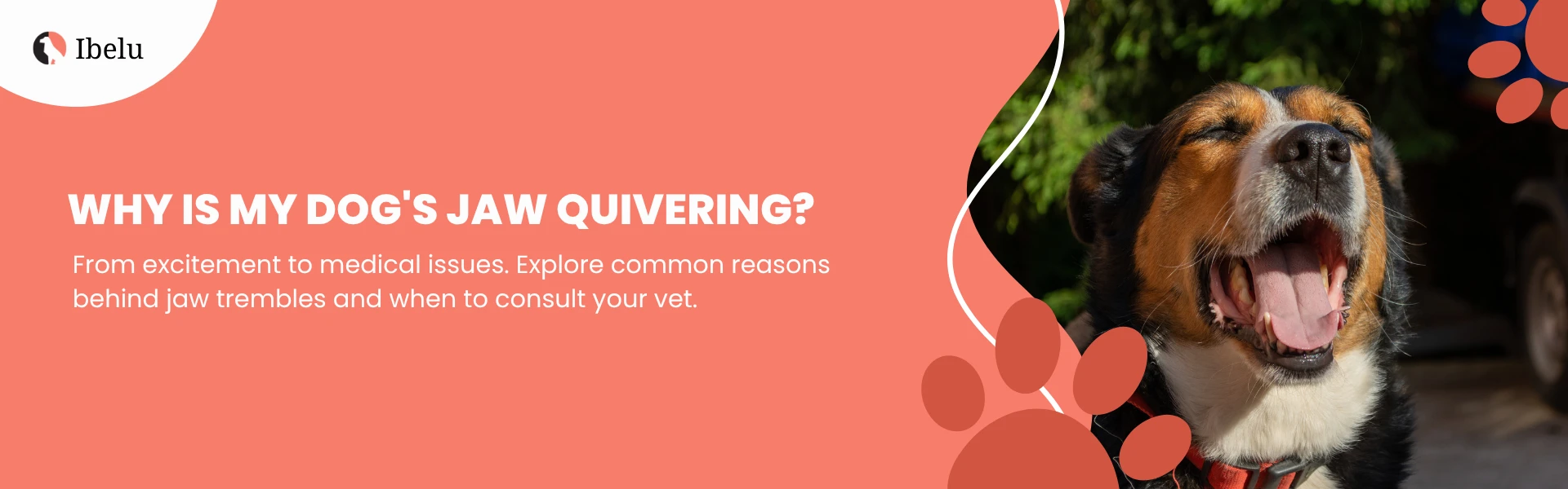 Dog Teeth Chattering Why Your Dog’s Jaw Is Quivering