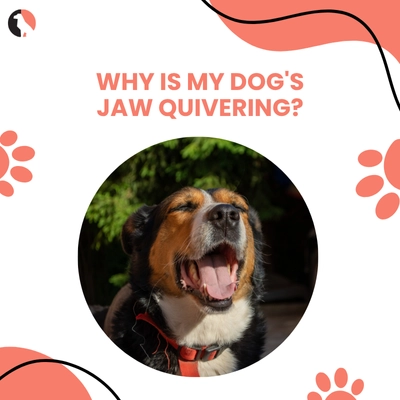 Dog Teeth Chattering and Why Your Dog’s Jaw Is Quivering