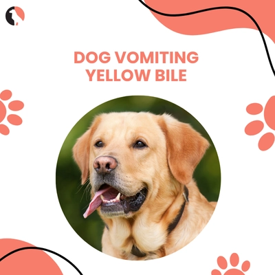 Dog Vomiting Yellow Bile – What It Means & How to Treat It