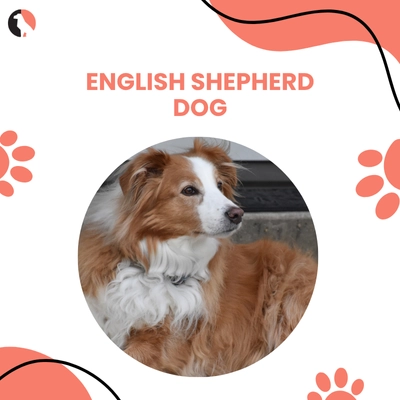 English Shepherd Dog Facts