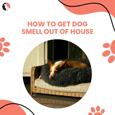 How to Keep Your House from Smelling Like a Dog
