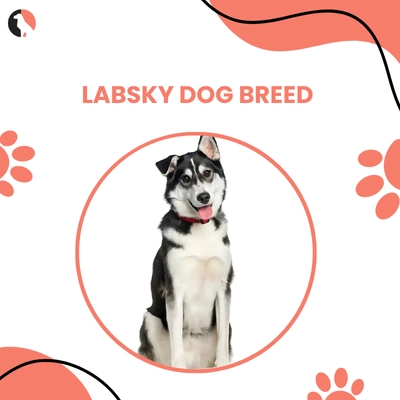 Labsky Dog Breed