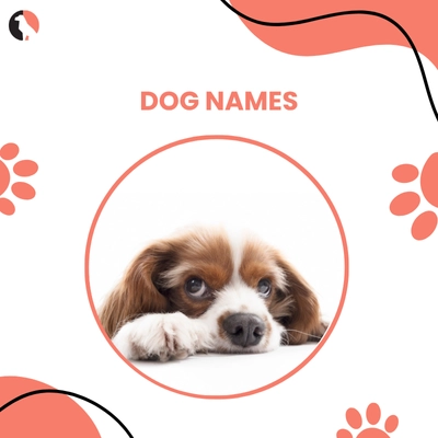 Most Popular & Unique Dog Names