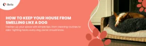 Tips on How to Get Dog Smell Out of House