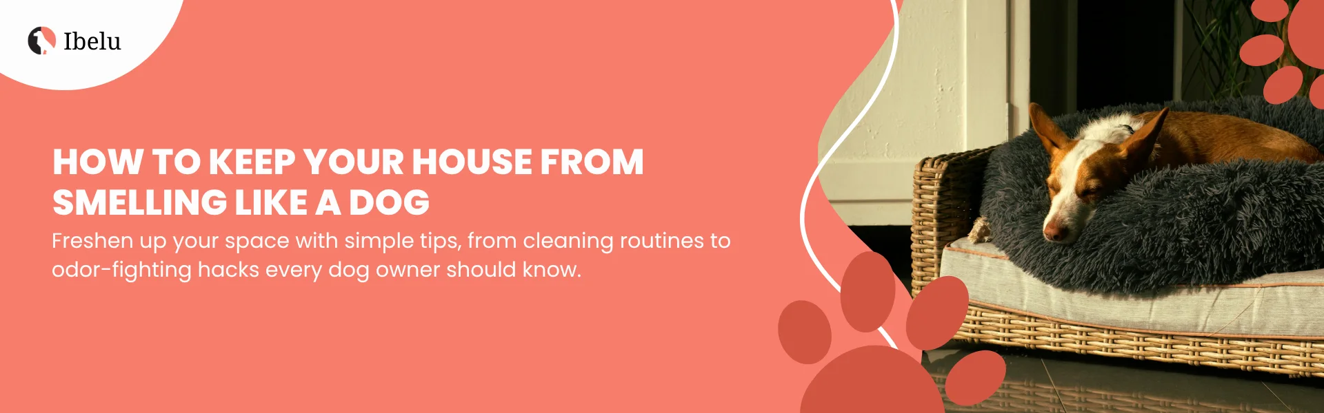 Tips on How to Get Dog Smell Out of House