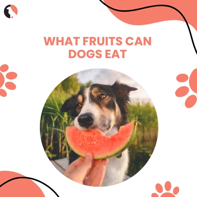 What Fruits Can Dogs Eat Safe and Healthy Choices
