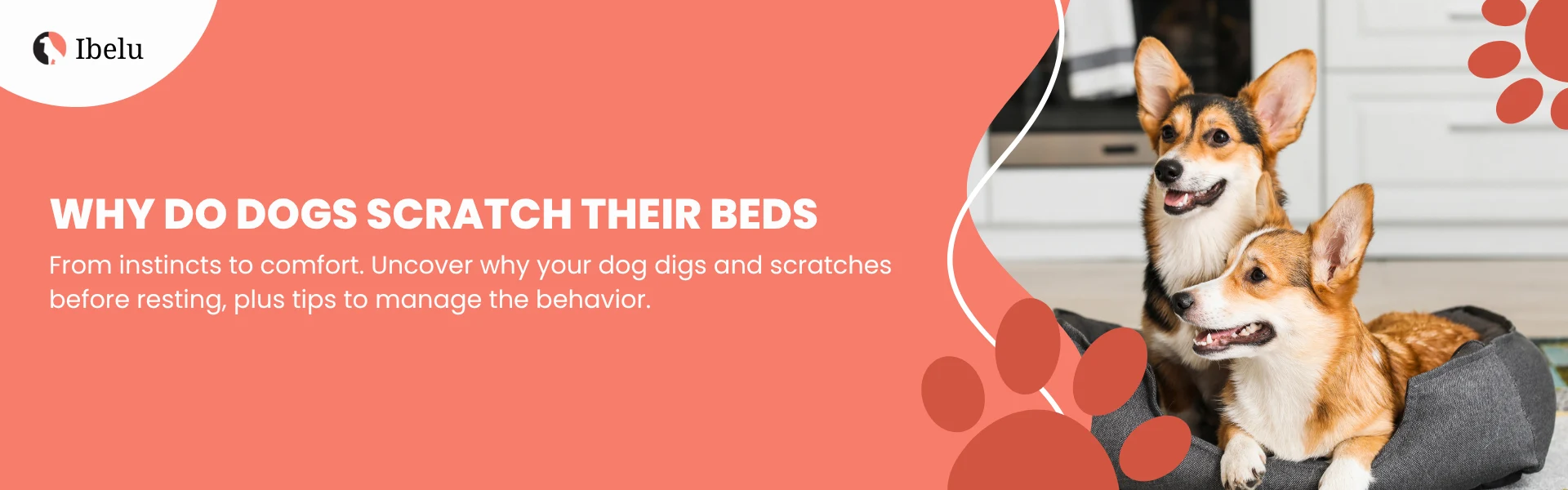 Why Do Dogs Scratch Their Beds Instincts amd Easy Fixes