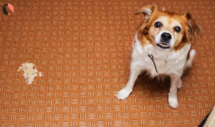 dog throwing up white foam