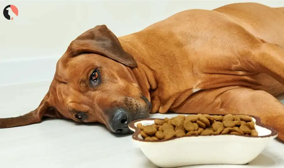 How Much Food To Feed Your Dog