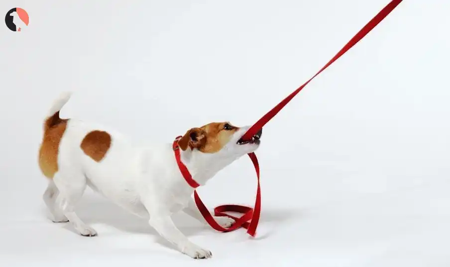 what is an e collar