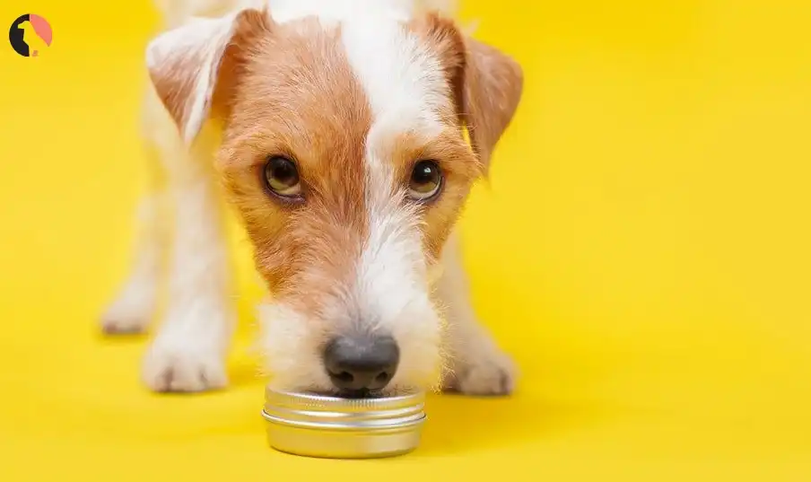 can dogs have sunflower oil