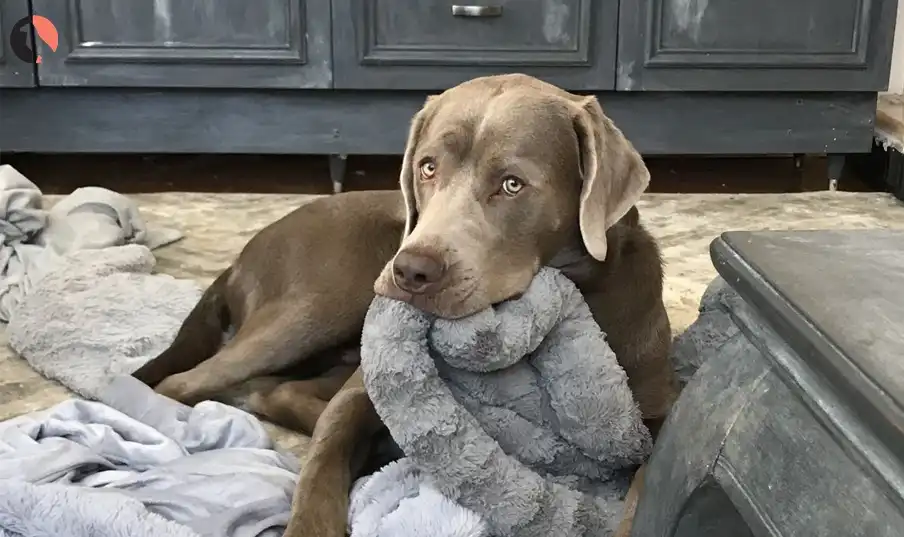 gray labrador