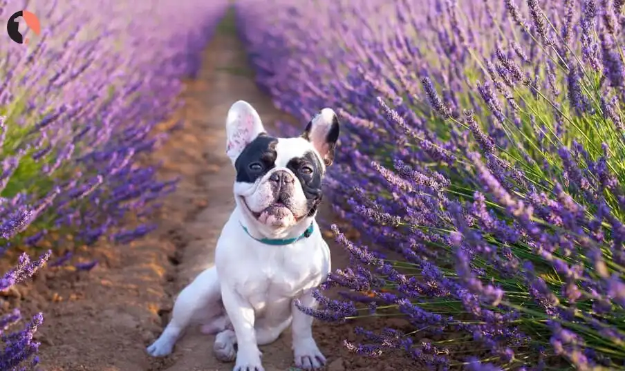 is lavender safe for dogs