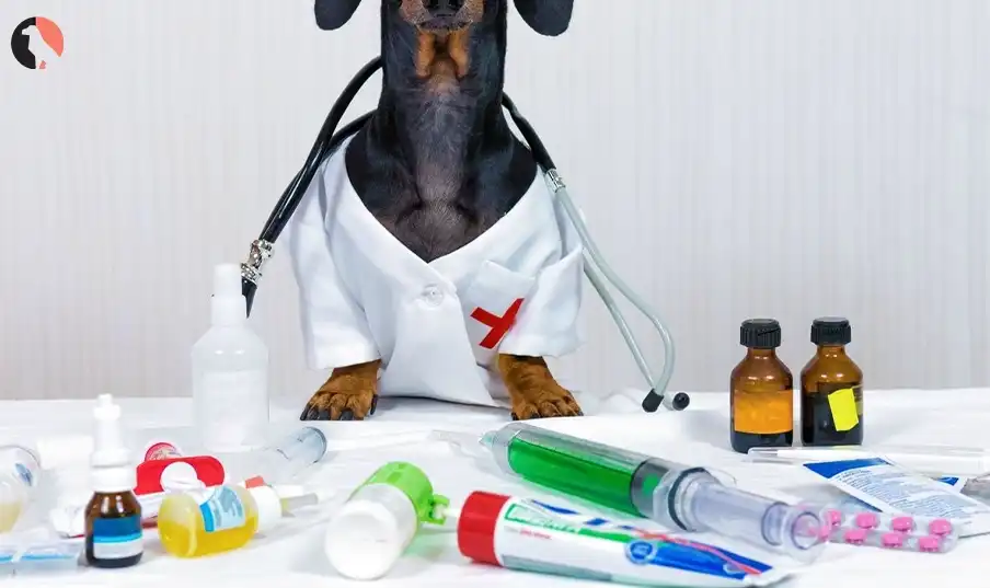 antibiotics for dogs