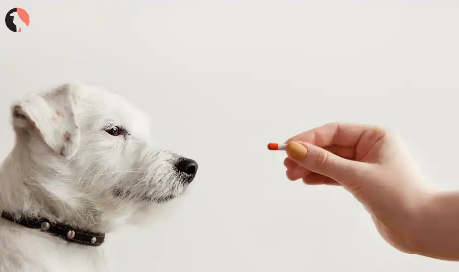 kaopectate for dogs