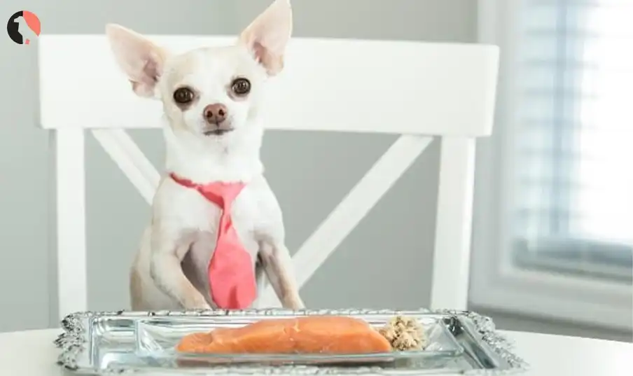 Can Dogs Eat Salmon Skin