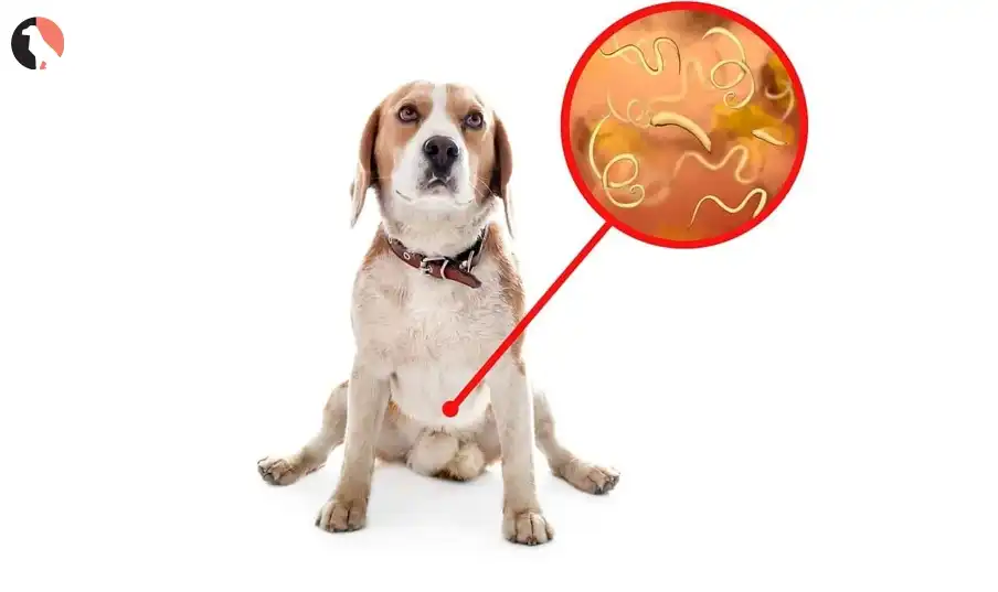 heartworm prevention for dogs