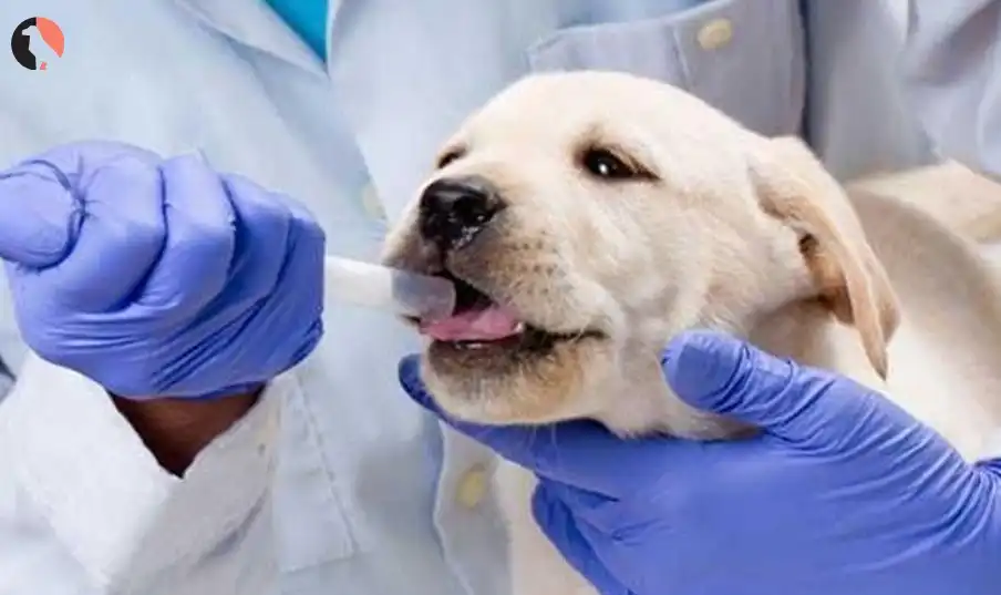 dewormer for dogs