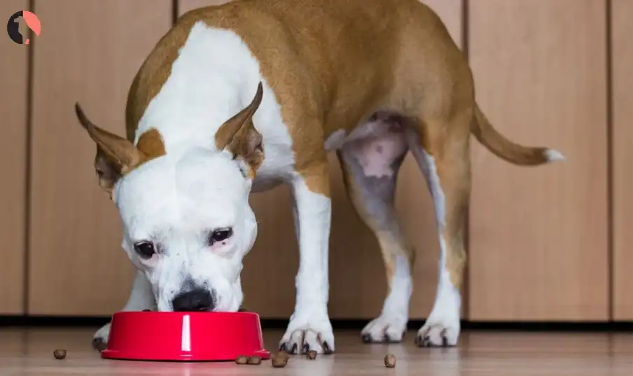 can dogs eat zucchini