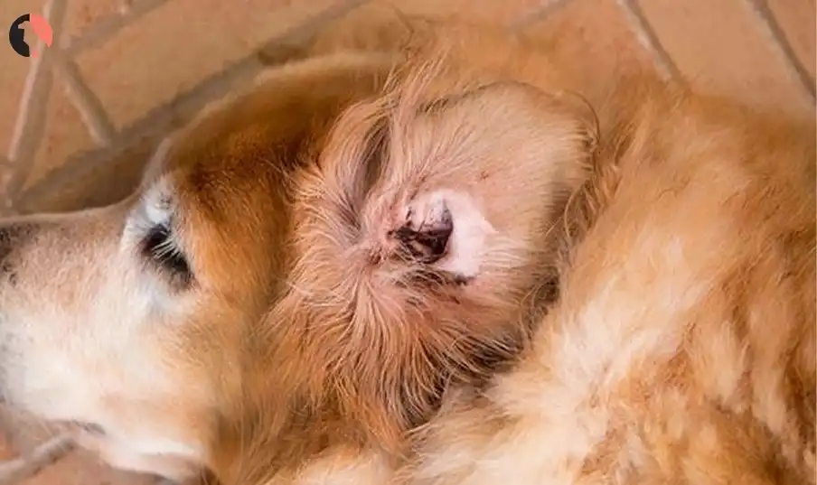 Dog Ear Hematoma