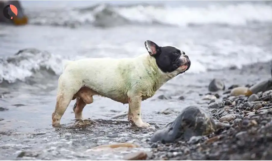 Giardia in dogs
