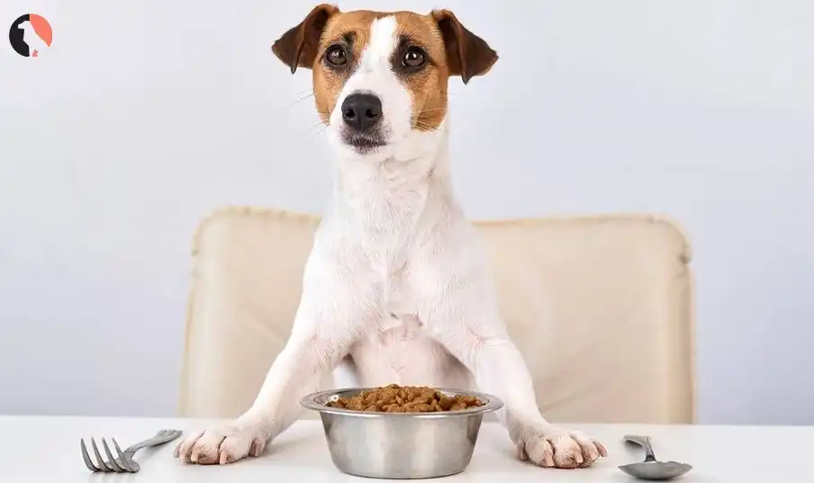 Is sorbitol bad for dogs