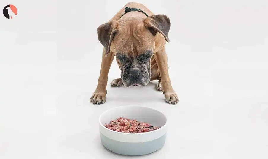 Can Dogs Eat Meat
