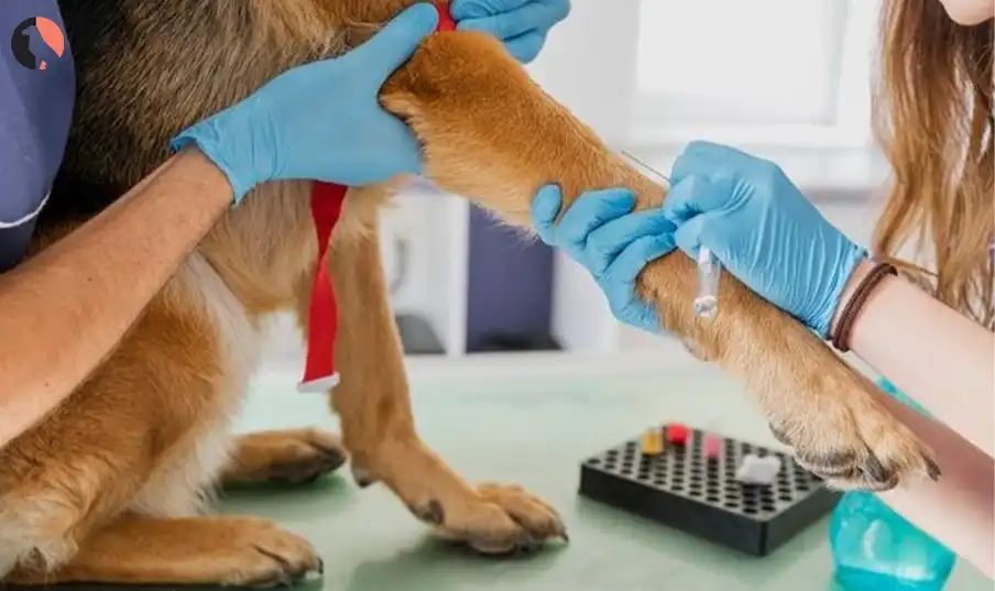 Do Dogs Fake Injuries