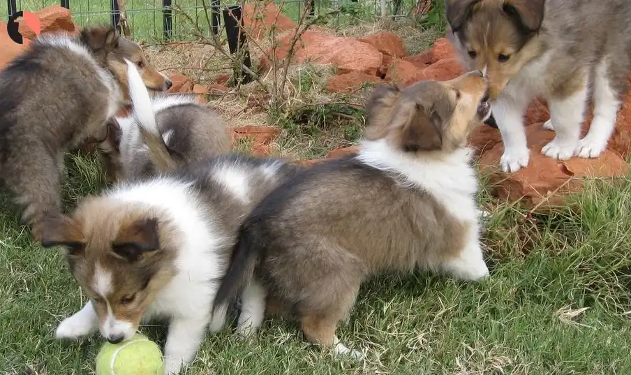 Dogs and Infants