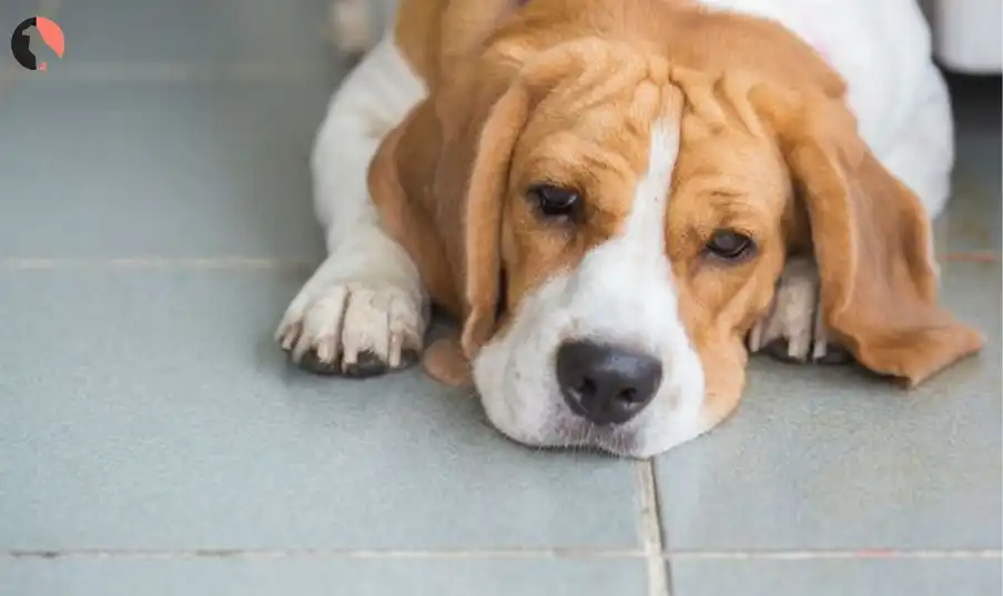 do dogs get bored