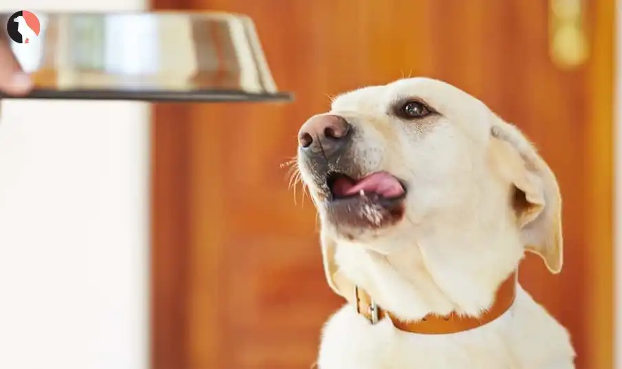 wet food for dogs