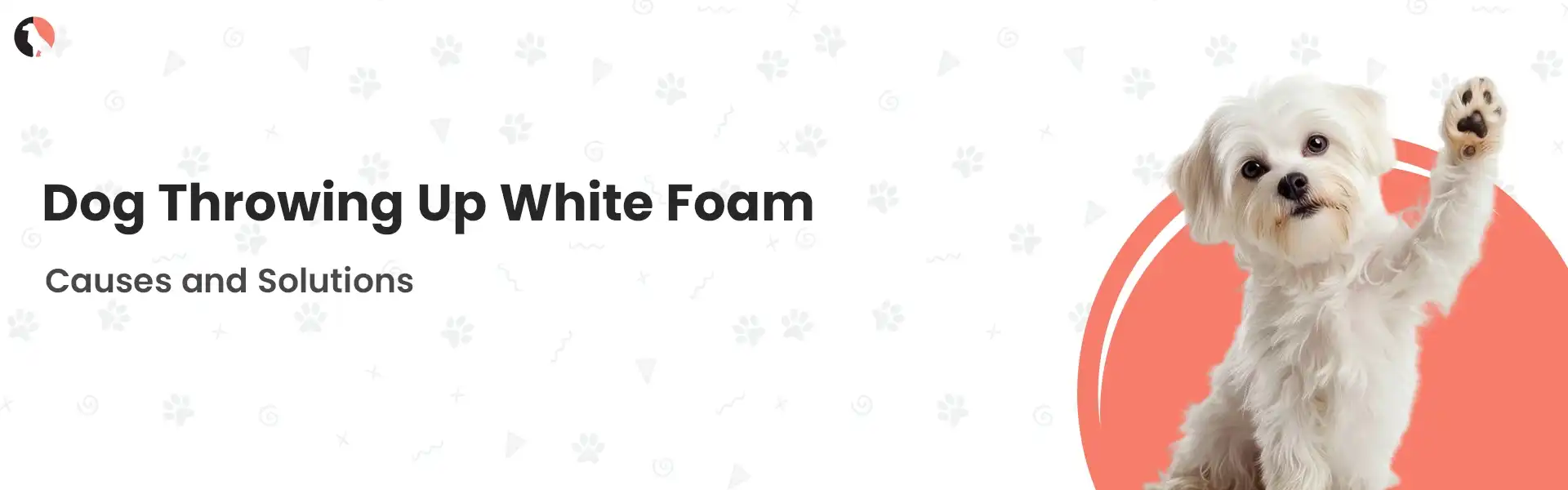 dog throwing up white foam