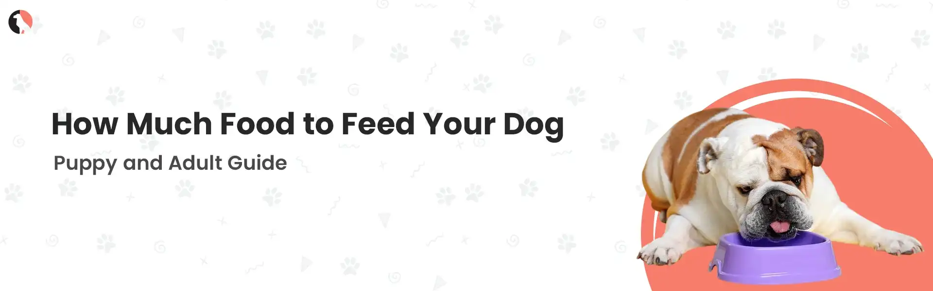 How Much Food To Feed Your Dog