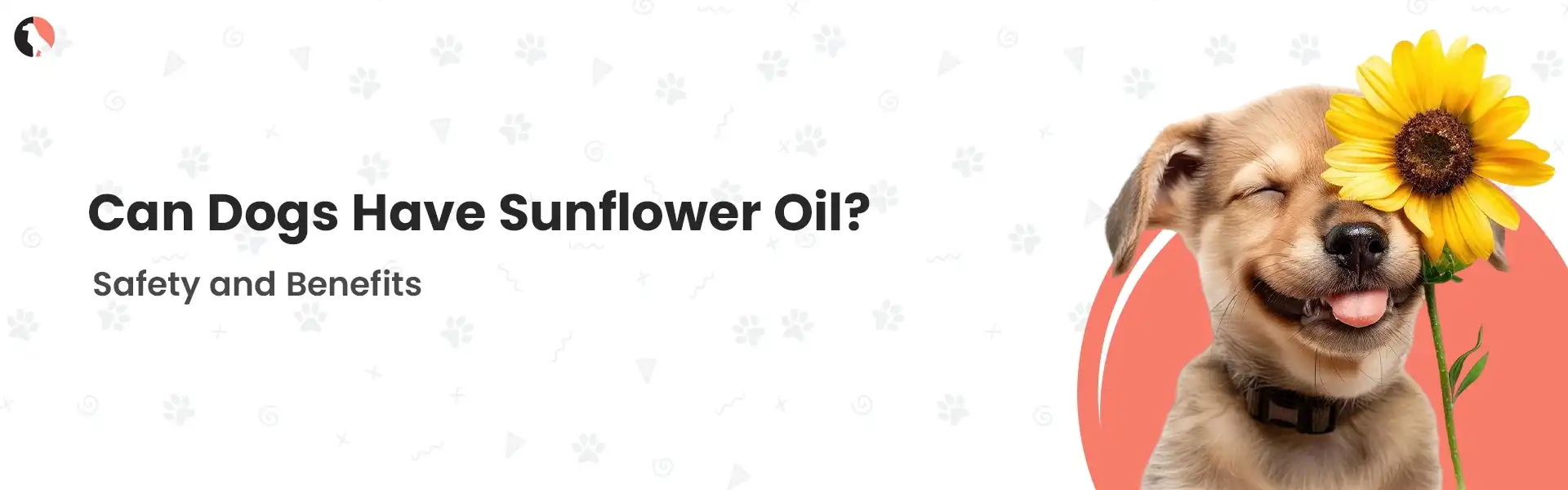 can dogs have sunflower oil