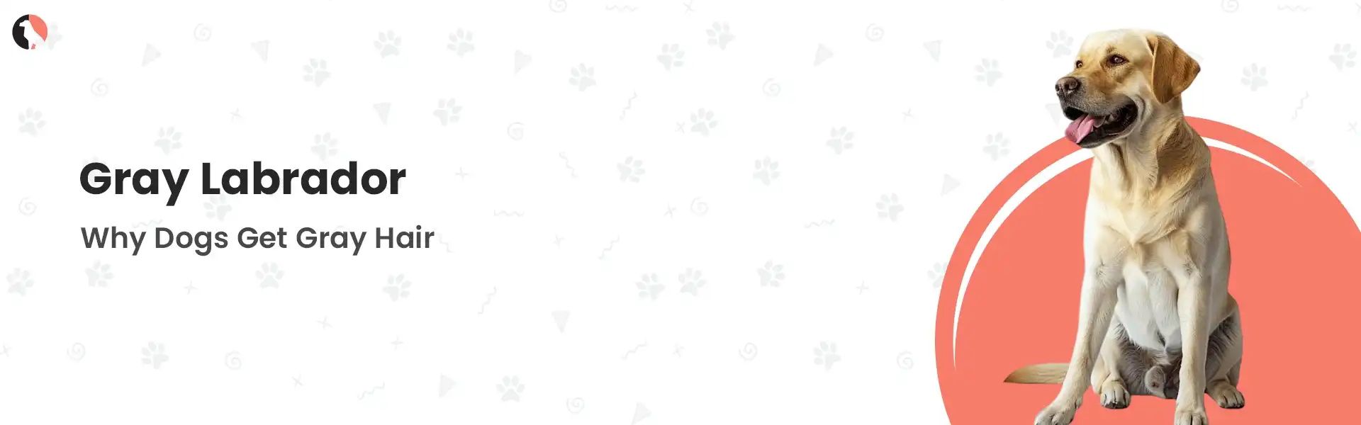 gray labrador