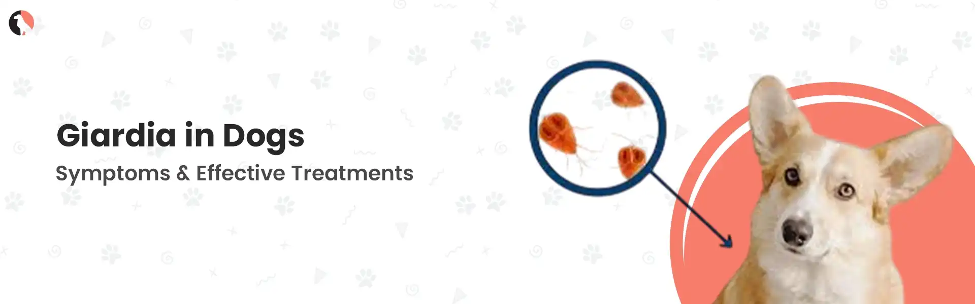 Giardia in dogs