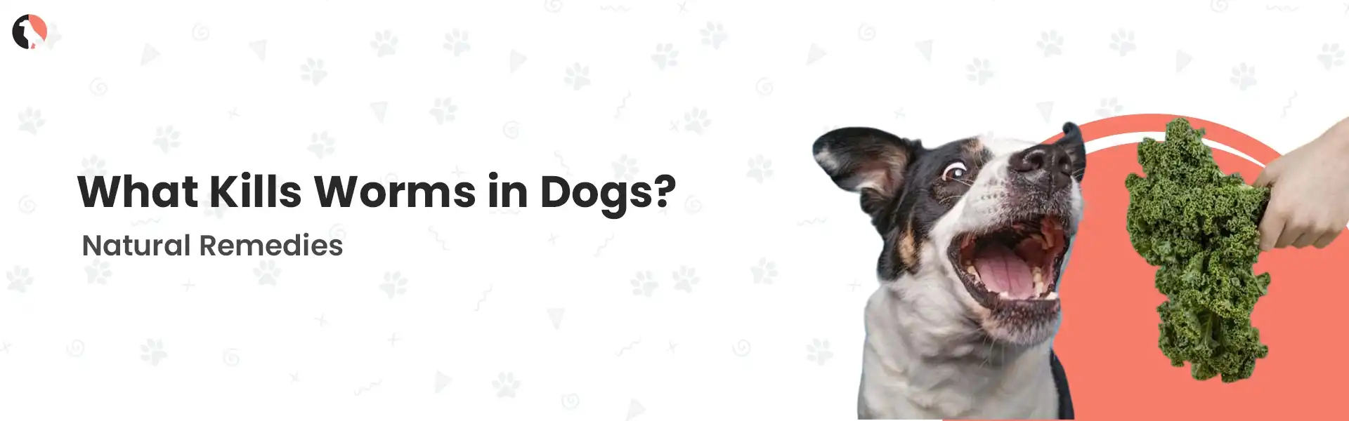 What kills worms in dogs