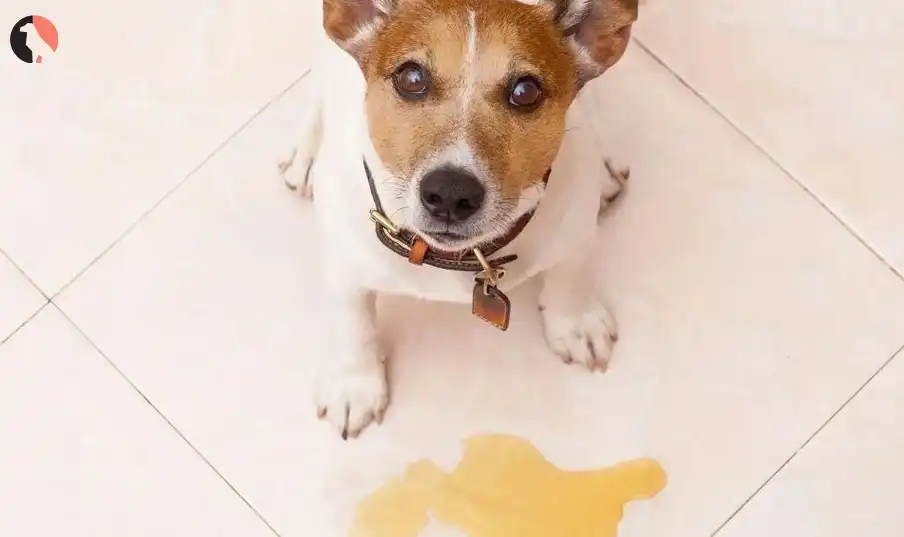dog throwing up white foam